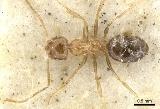 Melophorus ludius - CASENT0903267