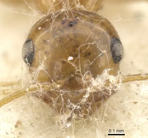 Melophorus ludius - CASENT0903267