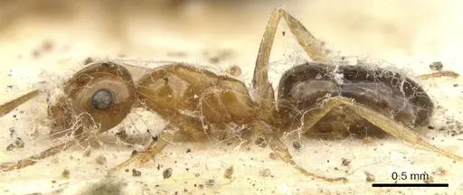 Melophorus ludius - CASENT0903267