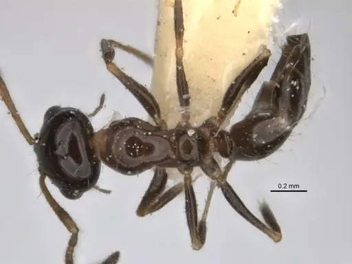 Melophorus macrops specimen
