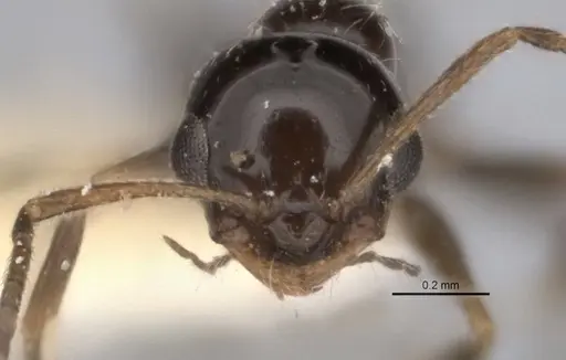 Melophorus macrops specimen