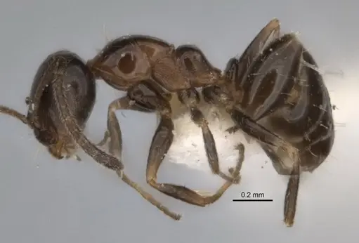 Melophorus macrops specimen