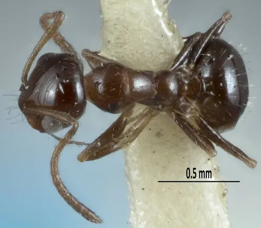 Melophorus macrops - ANTWEB1041100