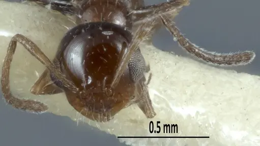 Melophorus macrops - ANTWEB1041100