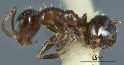 Melophorus macrops - ANTWEB1041100