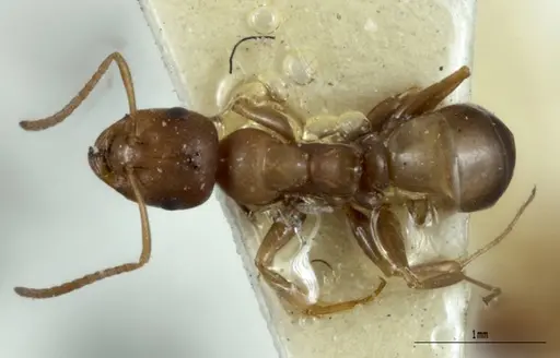 Melophorus macroschismus specimen