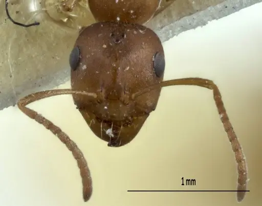Melophorus macroschismus specimen