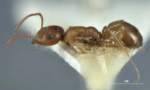 Melophorus macroschismus specimen