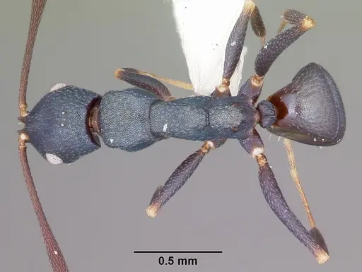 Melophorus majeri specimen