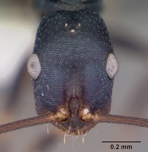 Melophorus majeri specimen