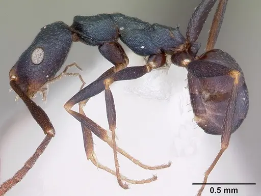 Melophorus majeri specimen