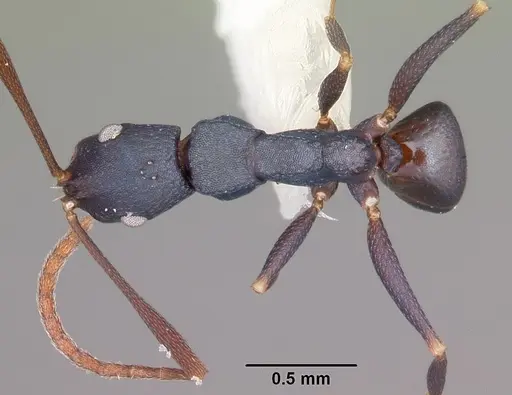 Melophorus majeri - CASENT0104699