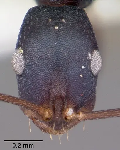 Melophorus majeri - CASENT0104699