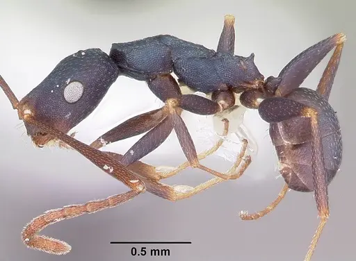 Melophorus majeri - CASENT0104699