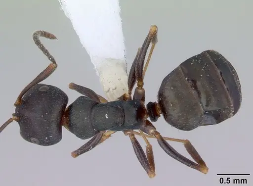 Melophorus majeri - CASENT0172019