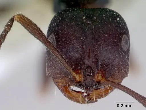 Melophorus majeri - CASENT0172019