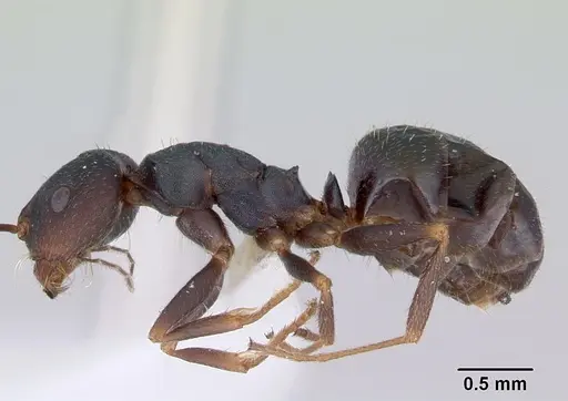 Melophorus majeri - CASENT0172019