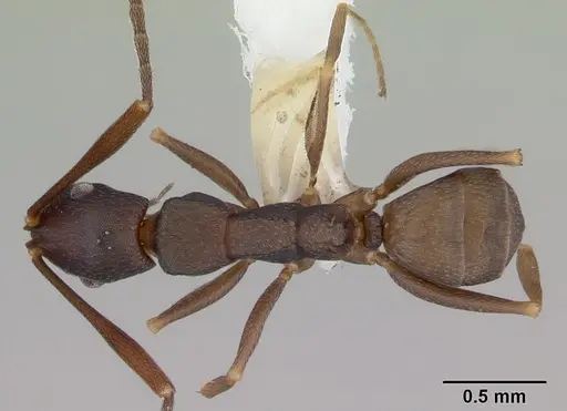 Melophorus majeri - CASENT0172020