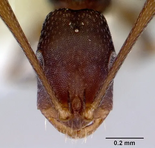 Melophorus majeri - CASENT0172020