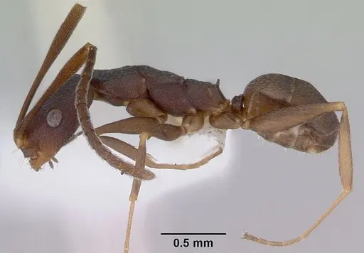 Melophorus majeri - CASENT0172020