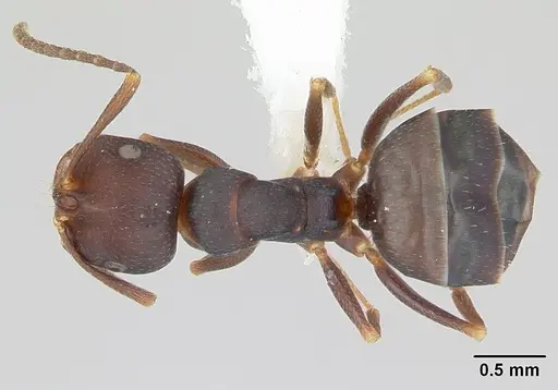 Melophorus majeri - CASENT0173922