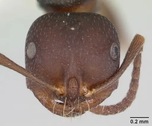 Melophorus majeri - CASENT0173922