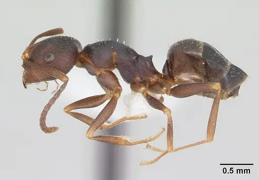 Melophorus majeri - CASENT0173922