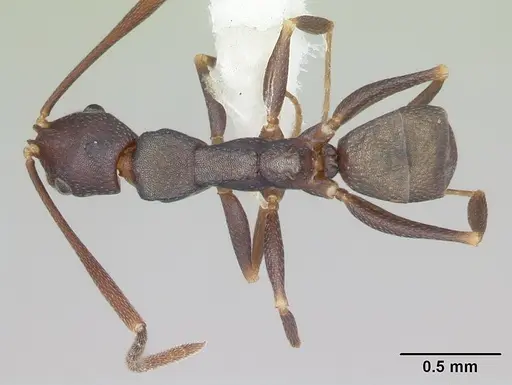 Melophorus majeri - CASENT0173923