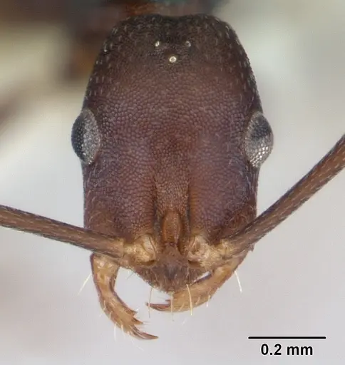 Melophorus majeri - CASENT0173923