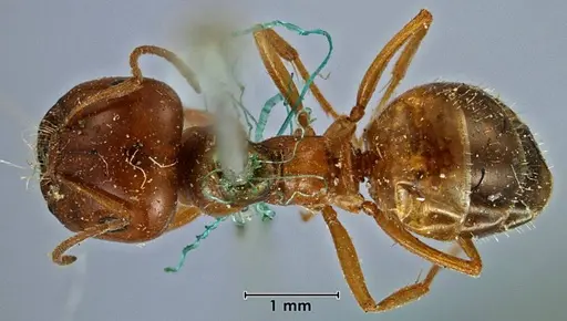 Melophorus major specimen