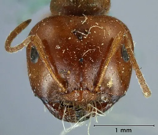 Melophorus major specimen