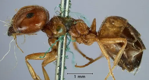 Melophorus major specimen