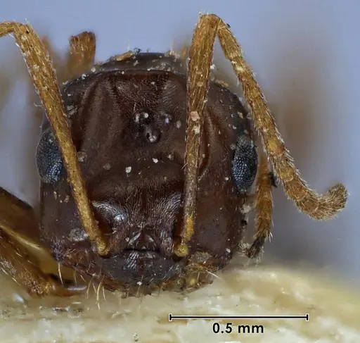 Melophorus major - ANTWEB1038574
