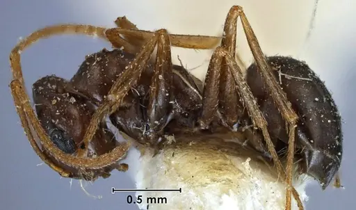 Melophorus major - ANTWEB1038574