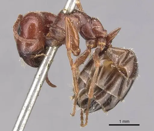 Melophorus major - CASENT0905126