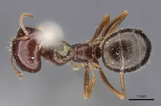 Melophorus major - CASENT0909812