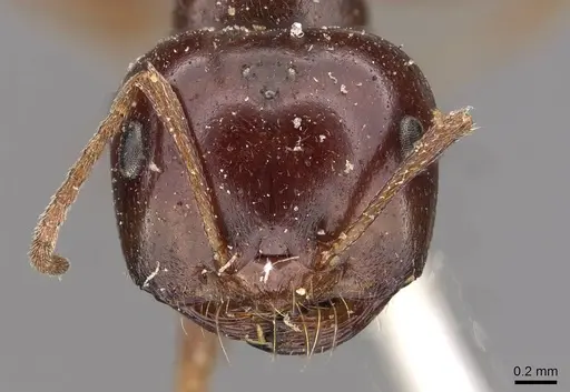 Melophorus major - CASENT0909812