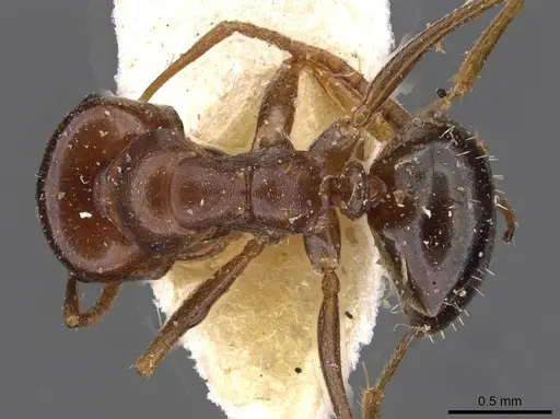 Melophorus major - CASENT0909813