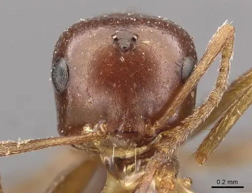 Melophorus major - CASENT0909813