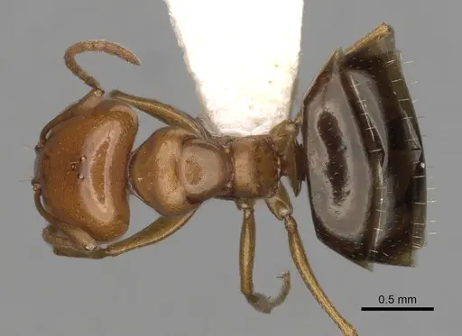 Melophorus marius specimen