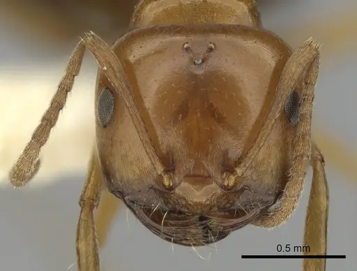 Melophorus marius specimen