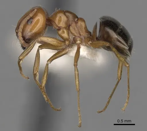 Melophorus marius specimen