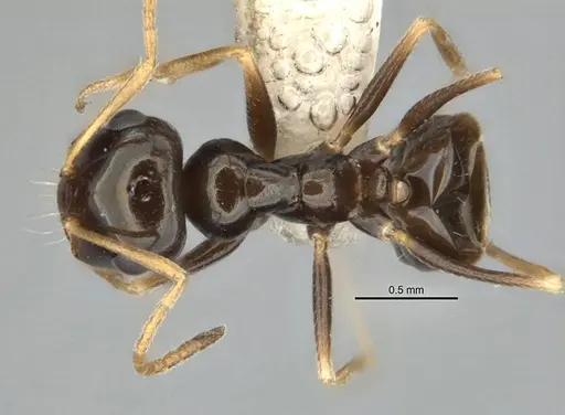 Melophorus marmar specimen