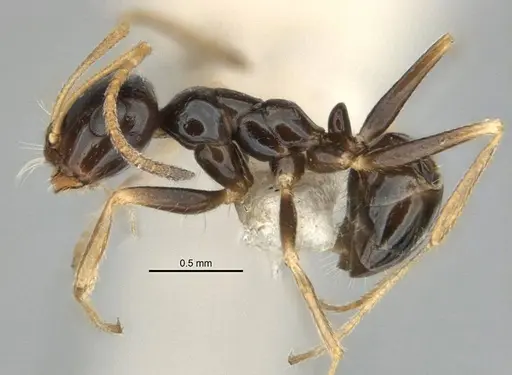 Melophorus marmar specimen