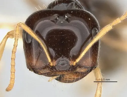 Melophorus marmar - ANIC32-900054-2