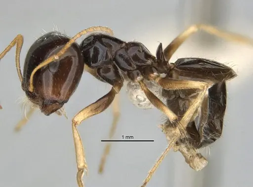 Melophorus marmar - ANIC32-900054-2