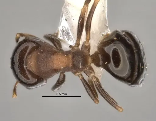 Melophorus microreticulatus specimen