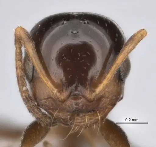 Melophorus microreticulatus specimen