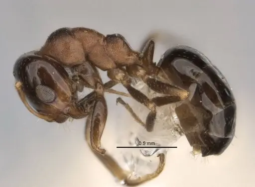 Melophorus microreticulatus specimen