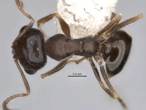 Melophorus microreticulatus - ANIC32-900172
